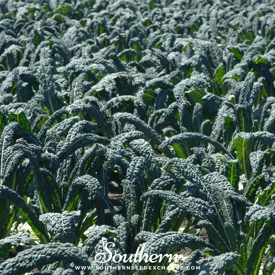 Lacinato "Dinosaur" Kale – 250 Seeds