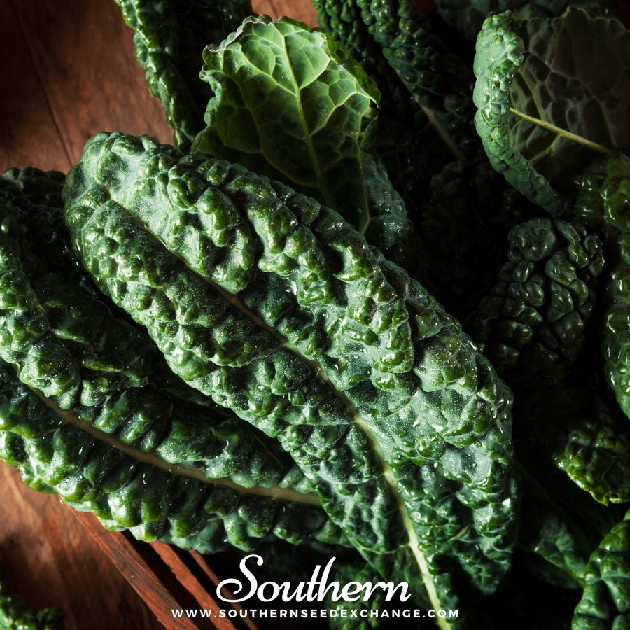 Lacinato "Dinosaur" Kale – 250 Seeds