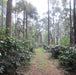 Kaveri Coffee - Bold | Badnekhan | Medium-Dark Roast (Whole Beans) - 6 bags x 12oz - Beverage | Delivery near me in ... Farm2Me #url#