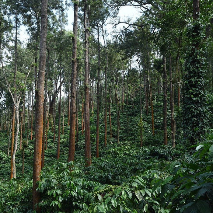 Kaveri Coffee - Bright - Kerkeicoondah | Medium-Light Roast (Whole Beans) Bags - 6 bags x 12oz - Beverage | Delivery near me in ... Farm2Me #url#