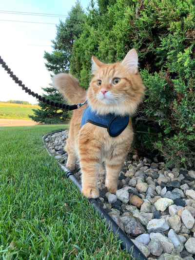 Kitty Holster® Escape-Resistant Cat Harness – Made in USA