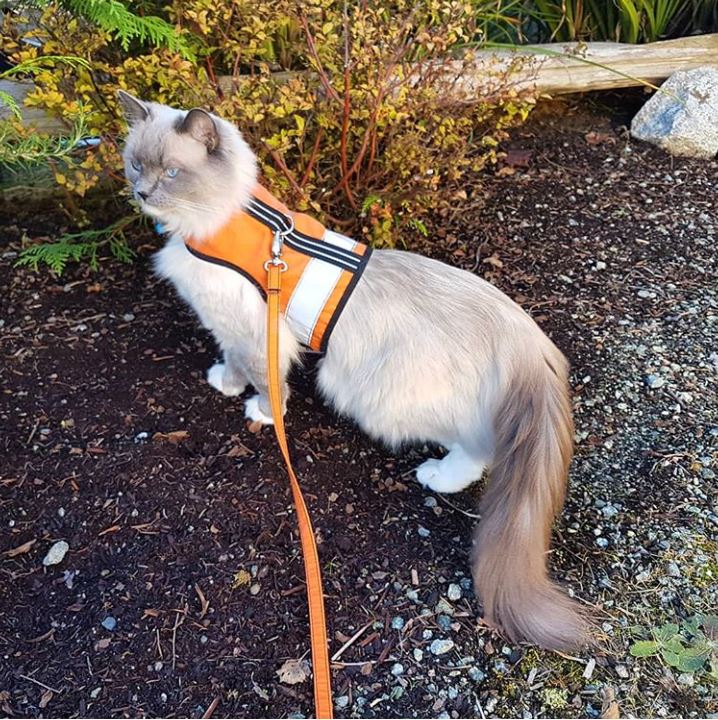 Kitty Holster Cat Harness (Made in USA Reflective Safety Harness)