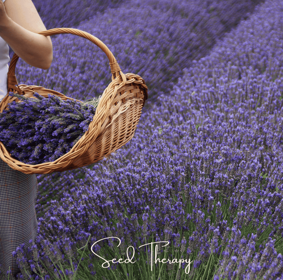 English Lavender – 100 Seeds