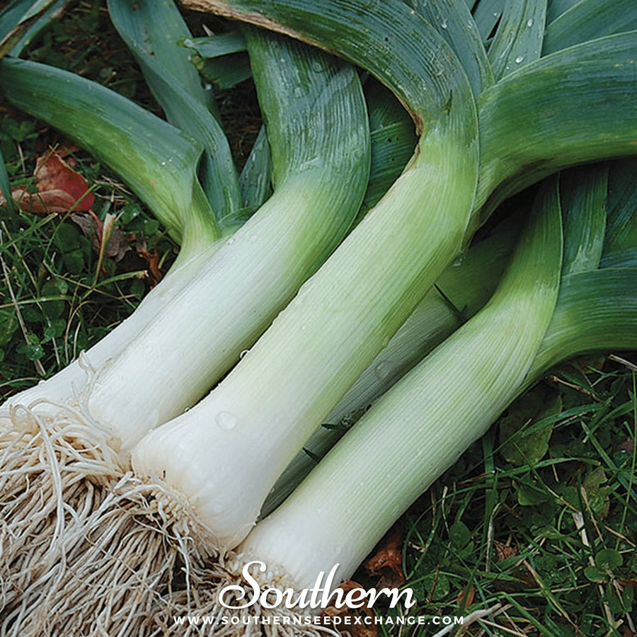 Giant Musselburgh Leek – 200 Seeds