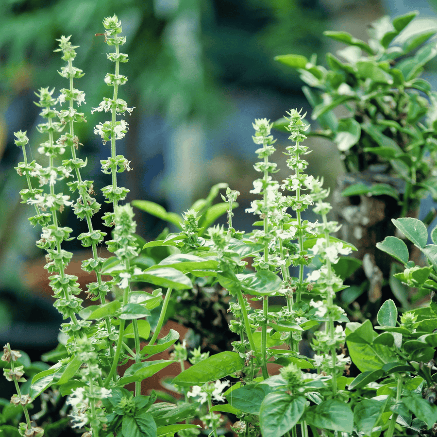 Lemon Basil – 250 Seeds