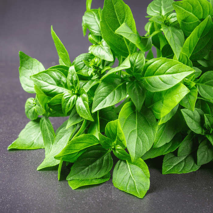 Lemon Basil – 250 Seeds