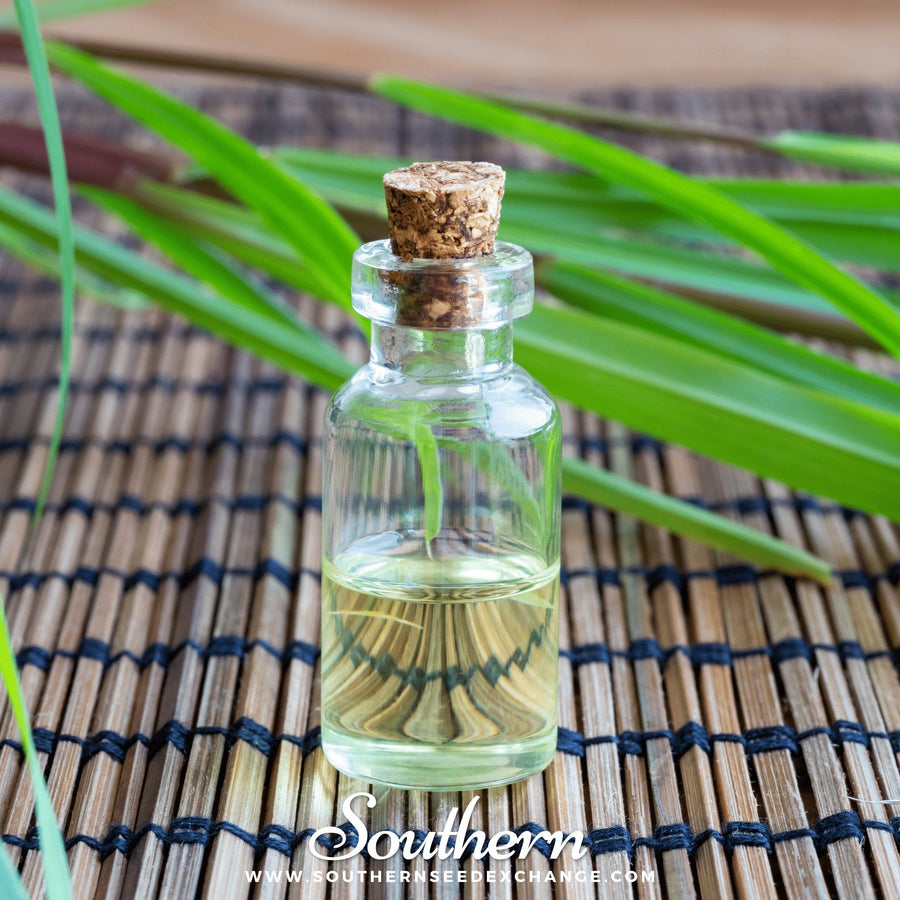 Lemon Grass – 100 Seeds