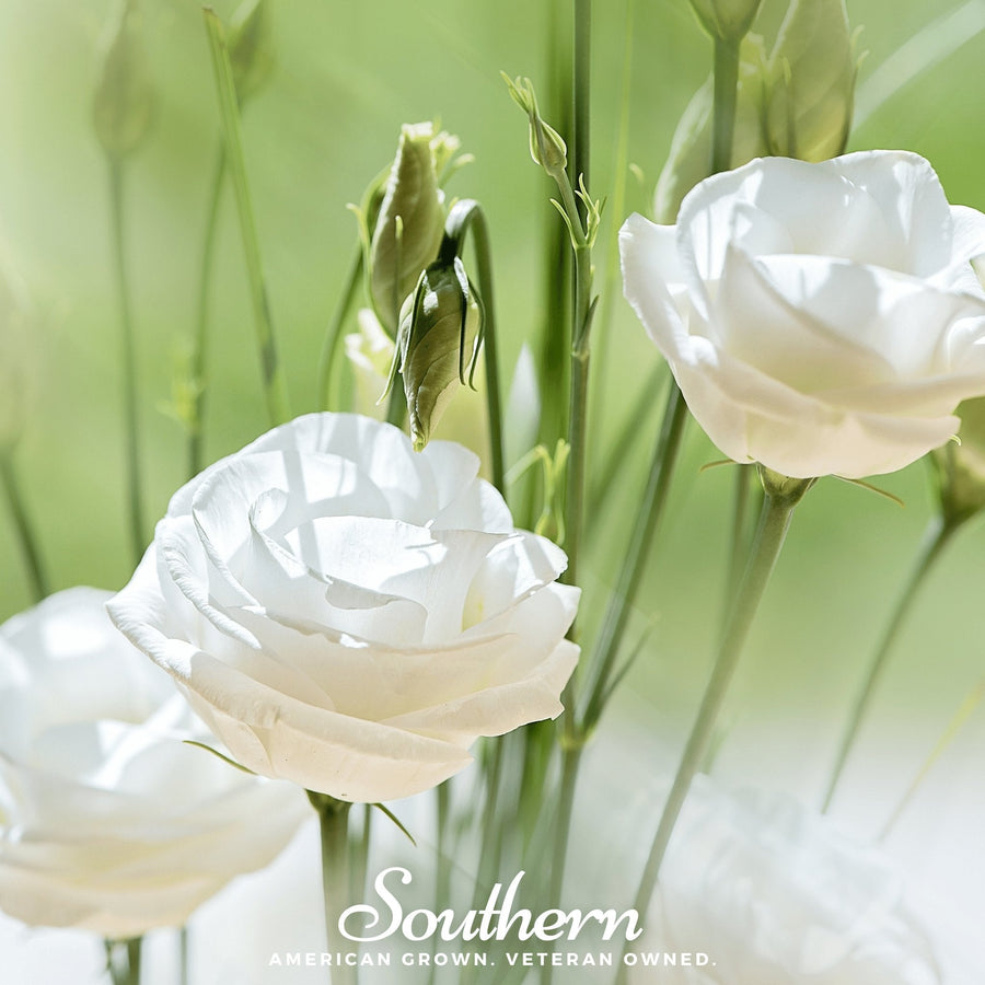 Sapphire White Lisianthus – 25 Seeds