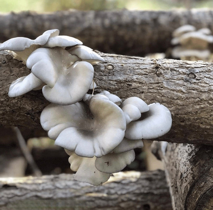 North Spore Organic Blue Oyster Mushroom Outdoor Log Growing Kit by Farm2Me