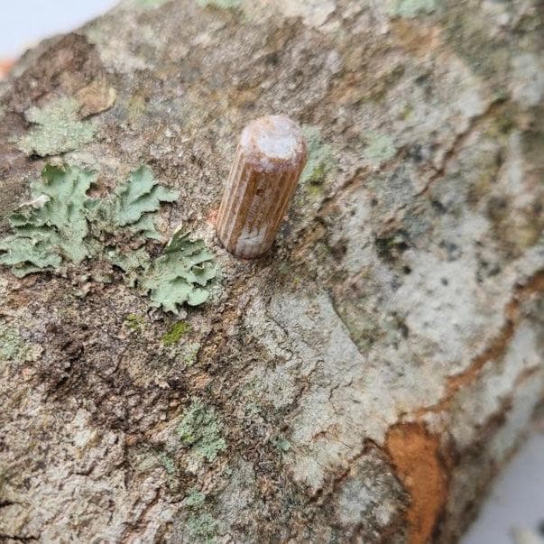 North Spore Organic Red Reishi Mushroom Outdoor Log Growing Kit by Farm2Me