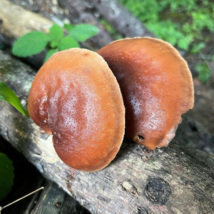 North Spore Organic Red Reishi Mushroom Outdoor Log Growing Kit by Farm2Me
