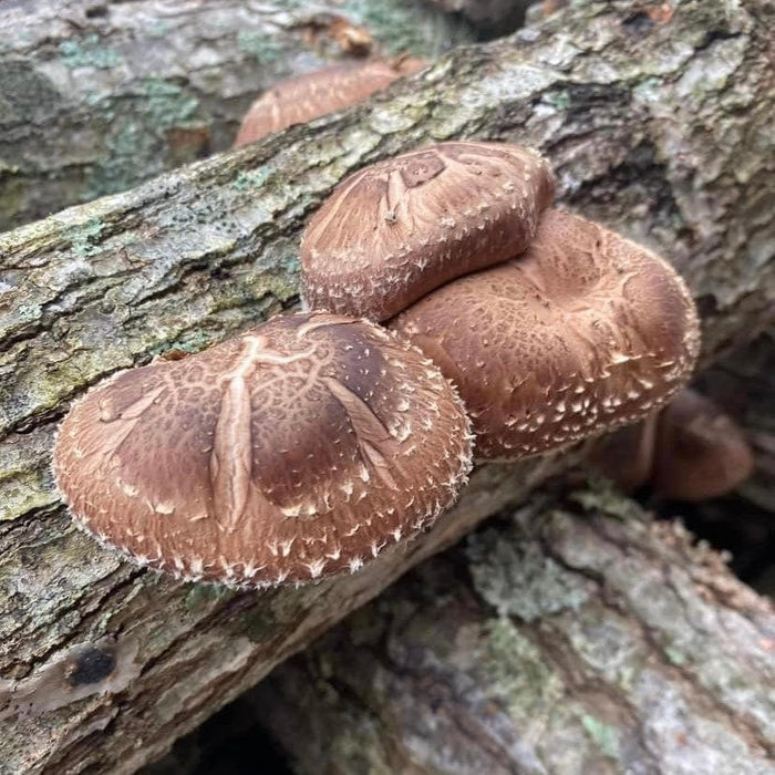 North Spore Organic Shiitake Mushroom Outdoor Log Kit by Farm2Me