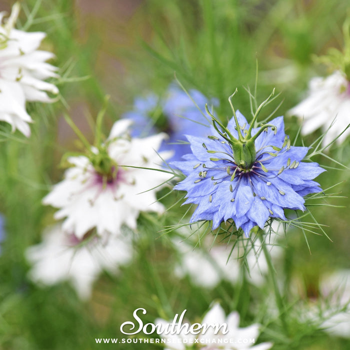 Jewels Mix Love in a Mist – 100 Seeds