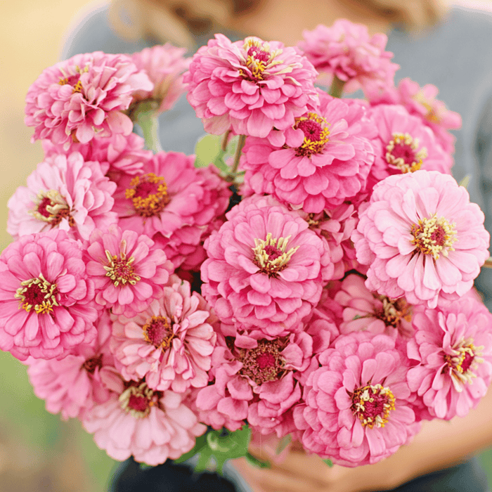 Luminosa Zinnia – 100 Seeds