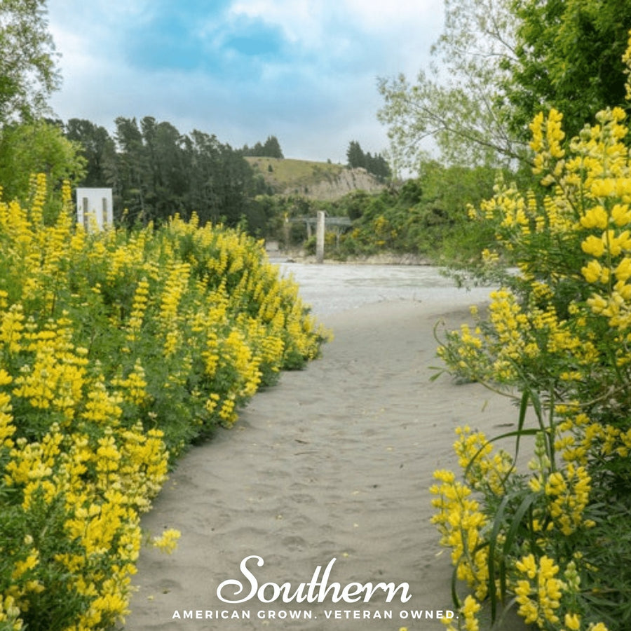 Yellow Lupine – 50 Seeds