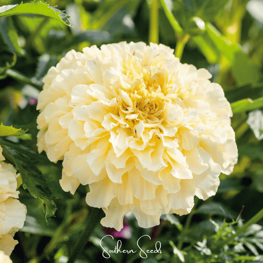 Moonlight African Marigold – 50 Seeds