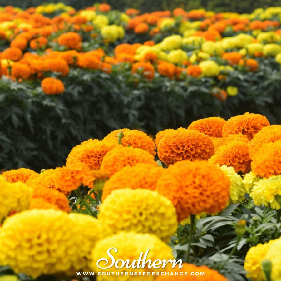 Petite French Marigold (French) – 100 Seeds
