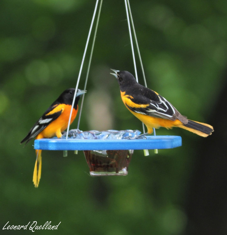 Oriole Bird Feeder, Porch Jelly-Cup Oriole Feeder, Poly Lumber