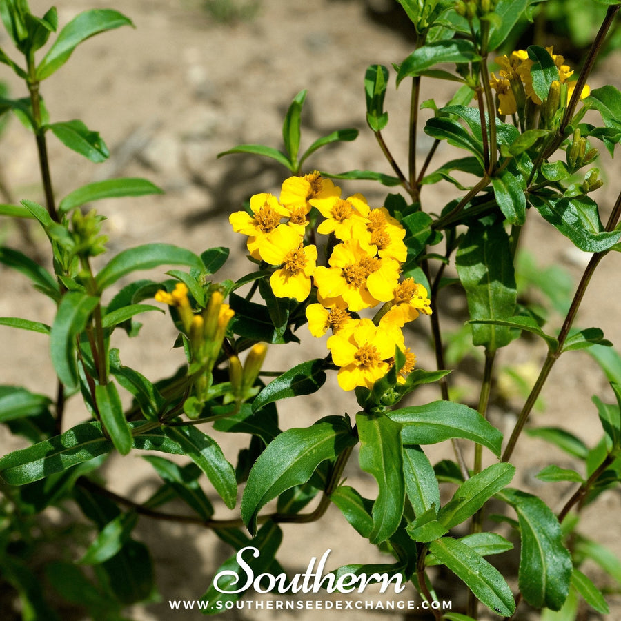 Mexican Mint, Mexican Tarragon – 50 Seeds