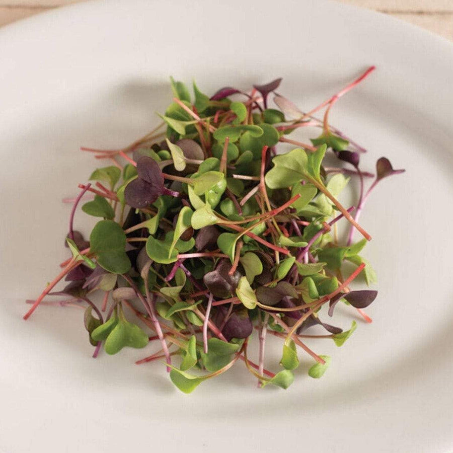 Confetti Radish Microgreen – 10 grams