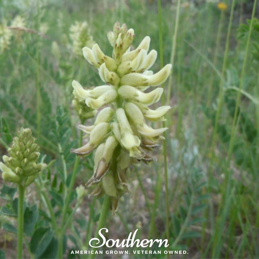 Canadian Milk Vetch – 50 Seeds