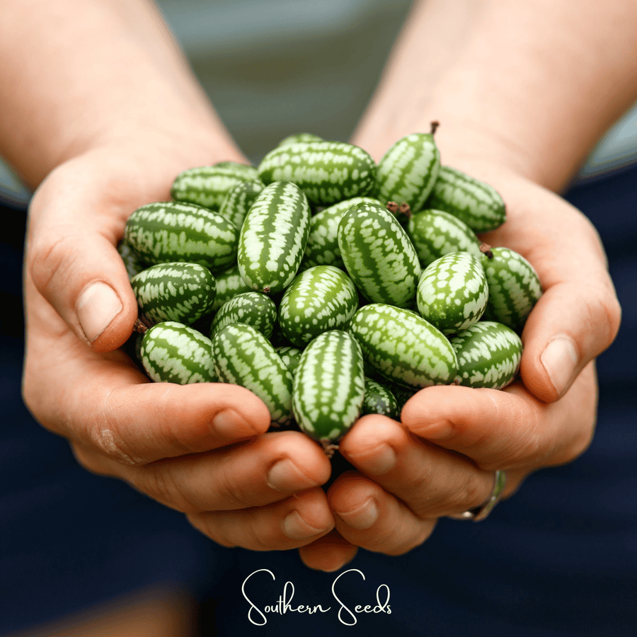 Mouse Melon – 10 Seeds