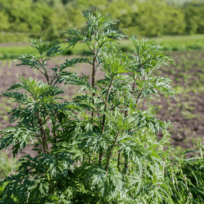 Mugwort – 200 Seeds