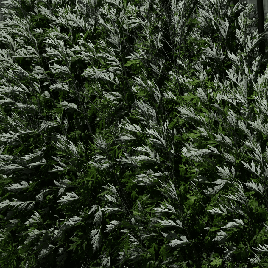 Mugwort – 200 Seeds