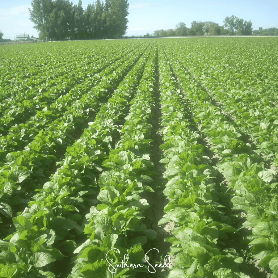 Florida Broadleaf Mustard – 250 Seeds