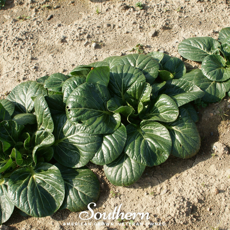 Tatsoi Mustard – 100 Seeds