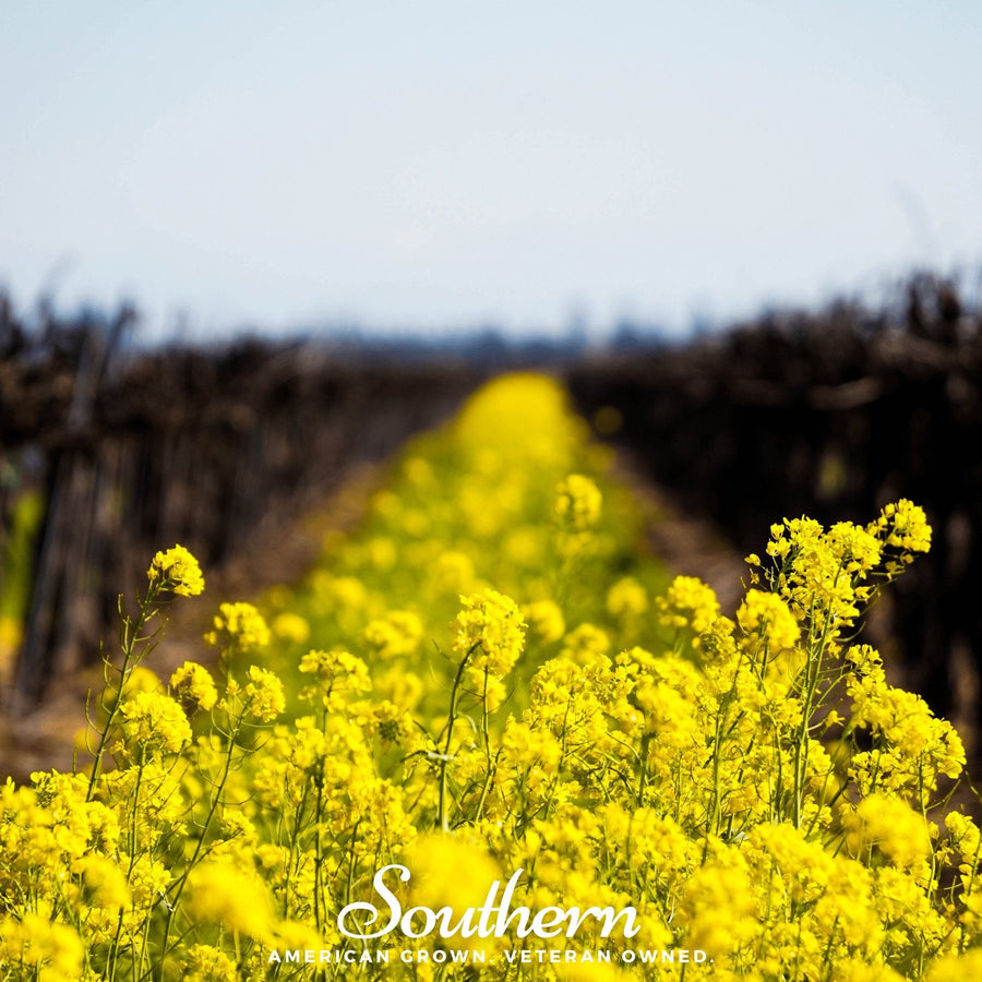 Yellow Mustard – 200 Seeds