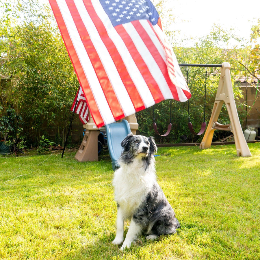 Dog sitting beneath an American flag in a garden