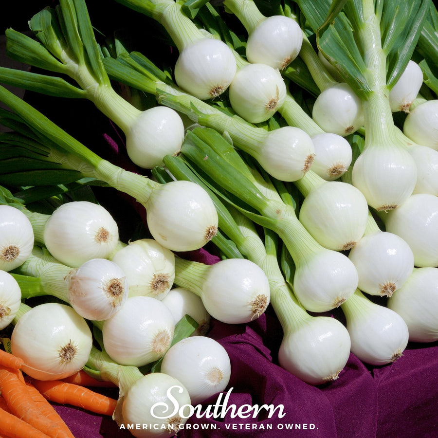 Walla Walla Onion – 200 Seeds