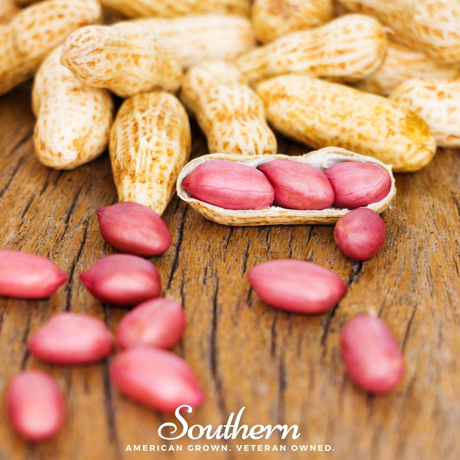 Tennessee Red Peanuts – 10 Seeds