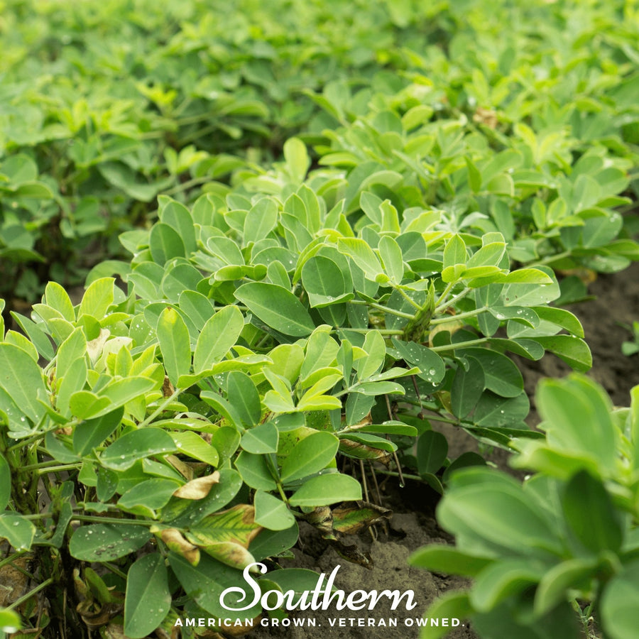 Virginia Jumbo Peanuts – 10 Seeds