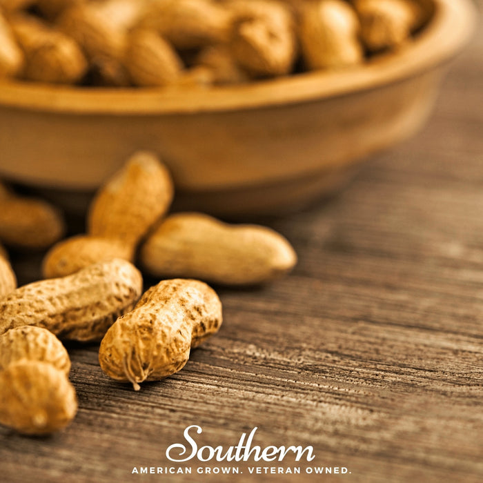 Virginia Jumbo Peanuts – 10 Seeds
