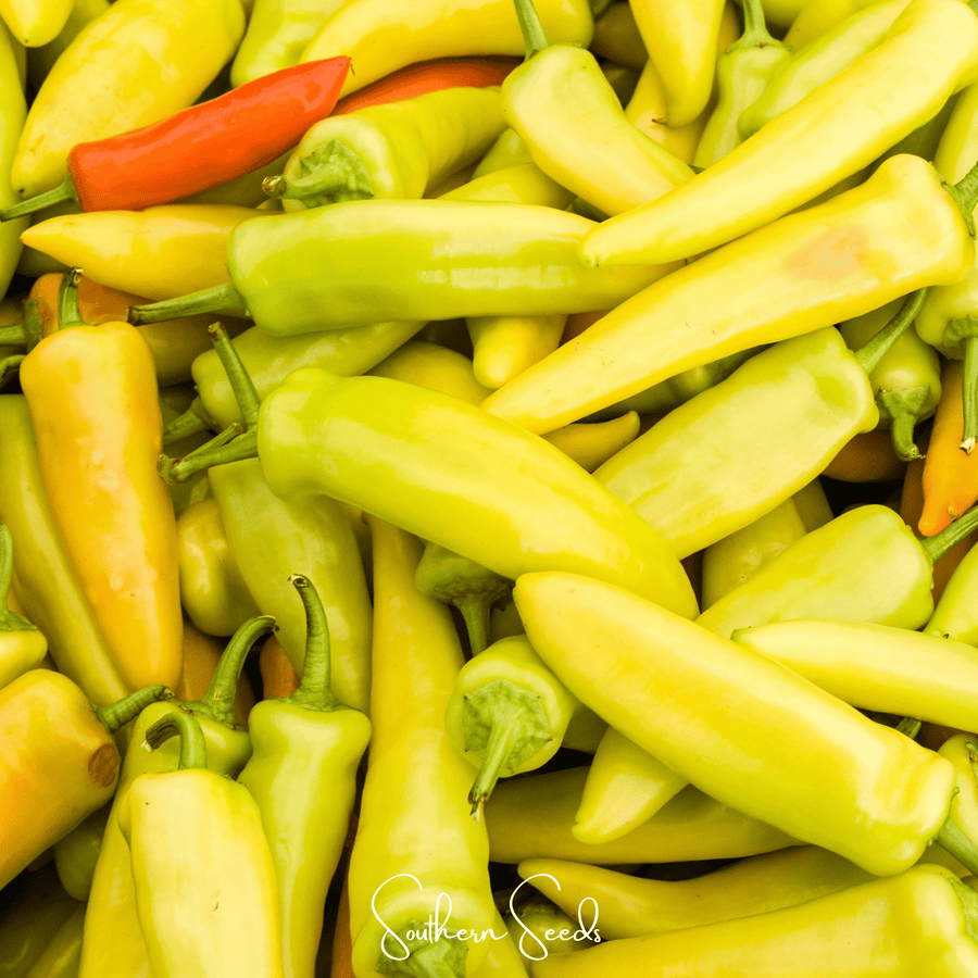 Hungarian Wax Pepper – 30 Seeds