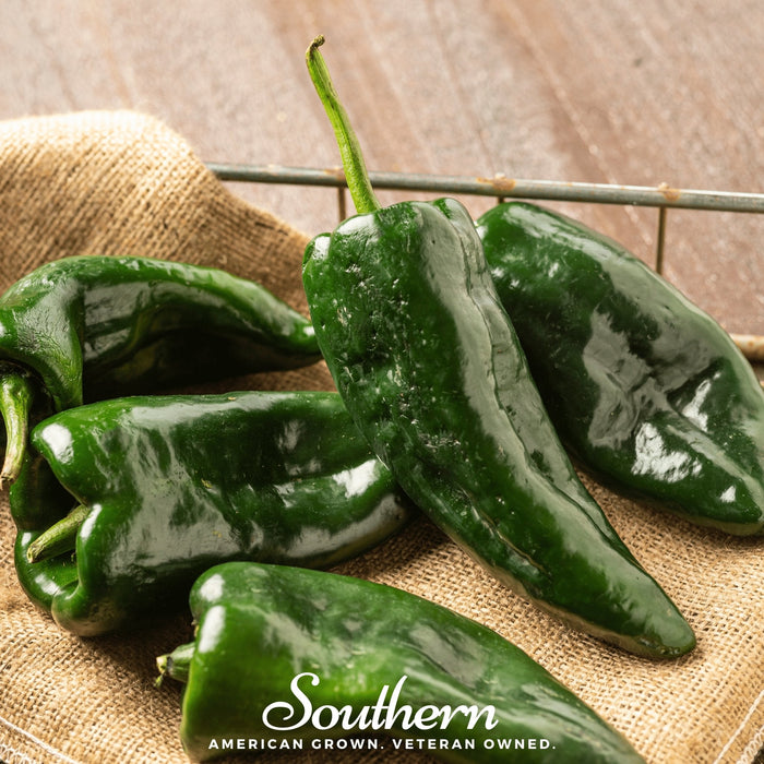 Poblano Ancho Grande Pepper – 25 Seeds