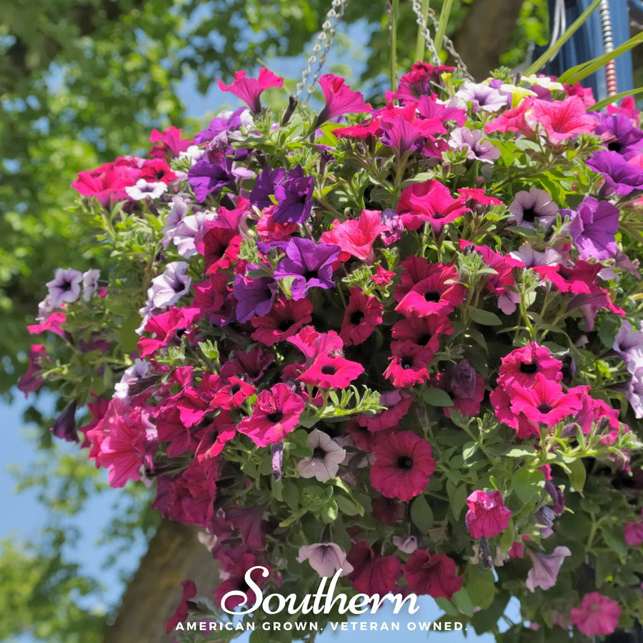Dwarf Petunia Mix – 250 Seeds