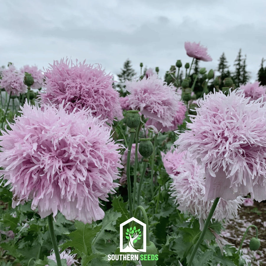 Lilac Pompon Poppy – 100 Seeds