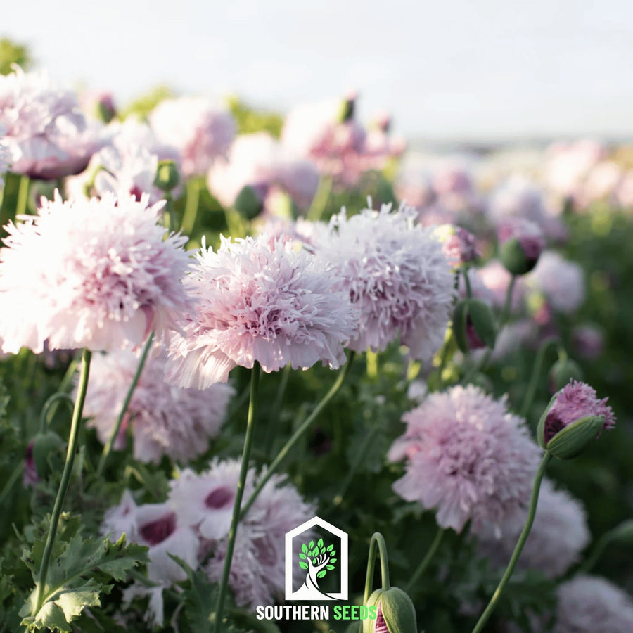 Lilac Pompon Poppy – 100 Seeds