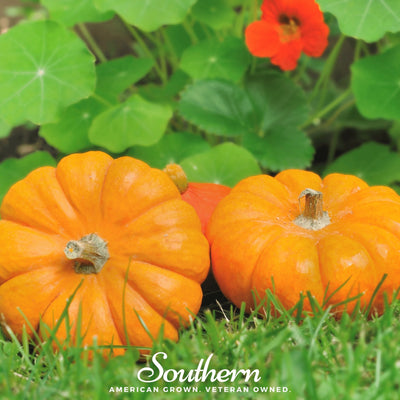 Pumpkin, Apple & Maple