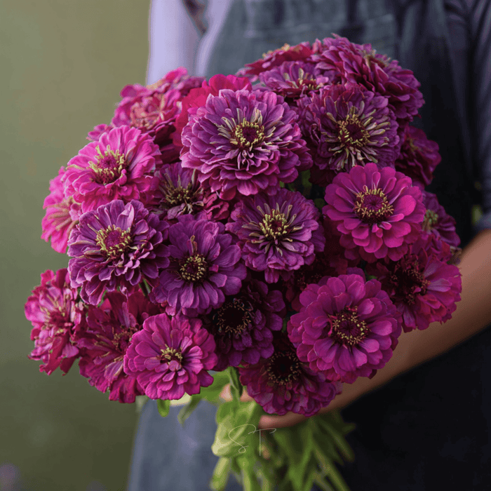 Purple Prince Zinnia – 100 Seeds