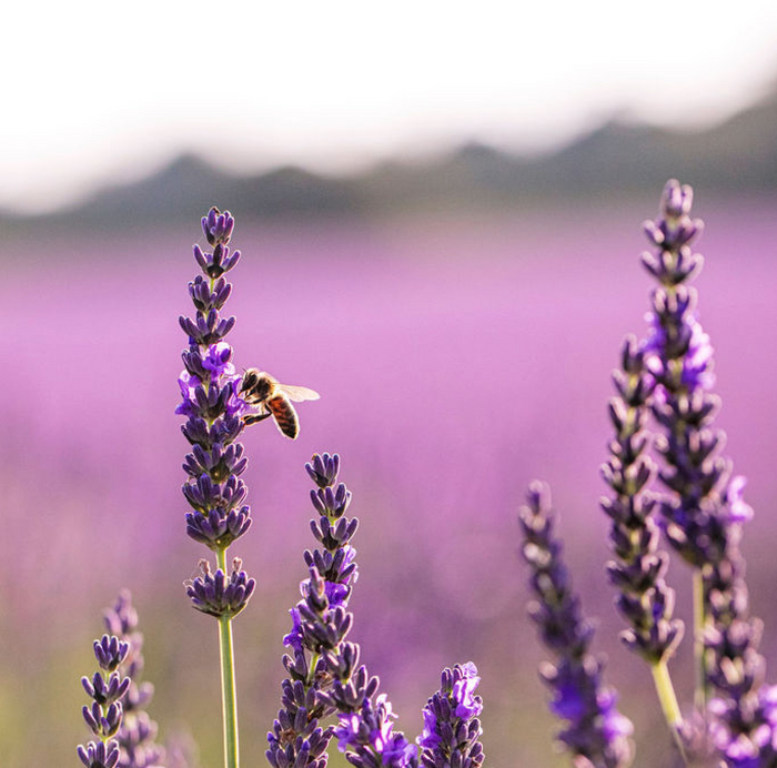 Lavender Infused Honey - 8oz Glass Jar of Pure Sweetness