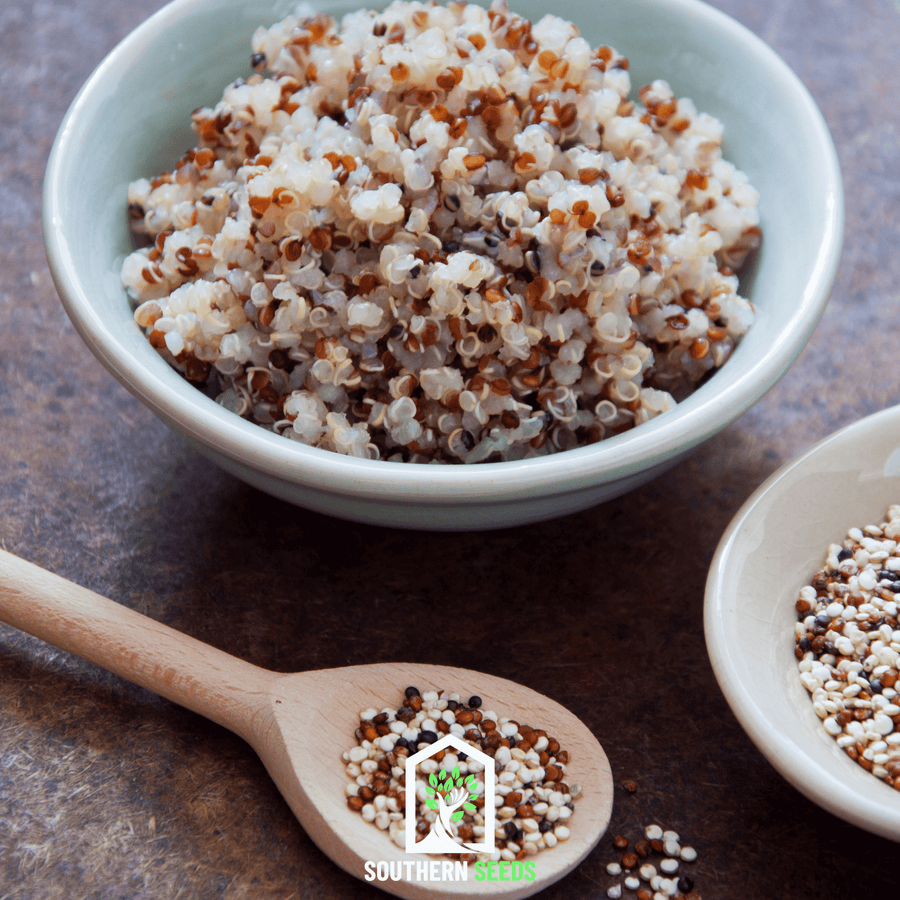Brightest Brilliant Rainbow Quinoa – 250 Seeds