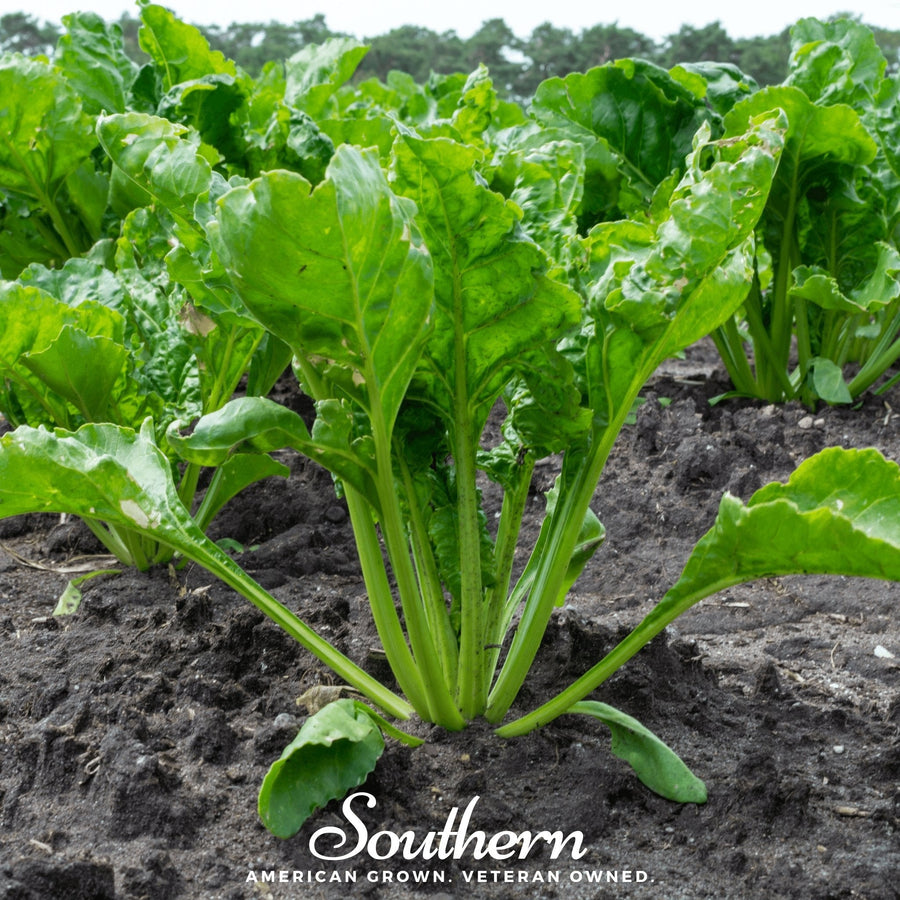 Hailstone Radish – 100 Seeds