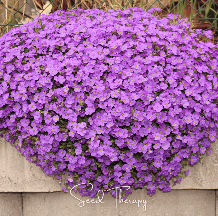 Purple Rockcress – 250 Seeds