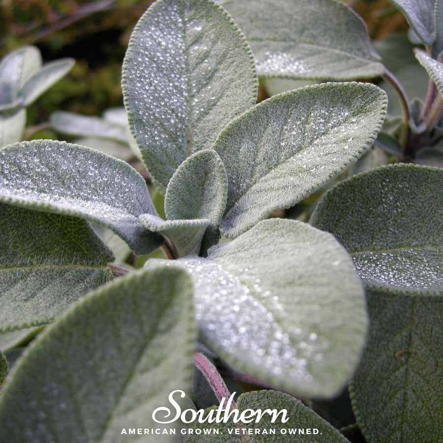 Broadleaf Sage – 50 Seeds
