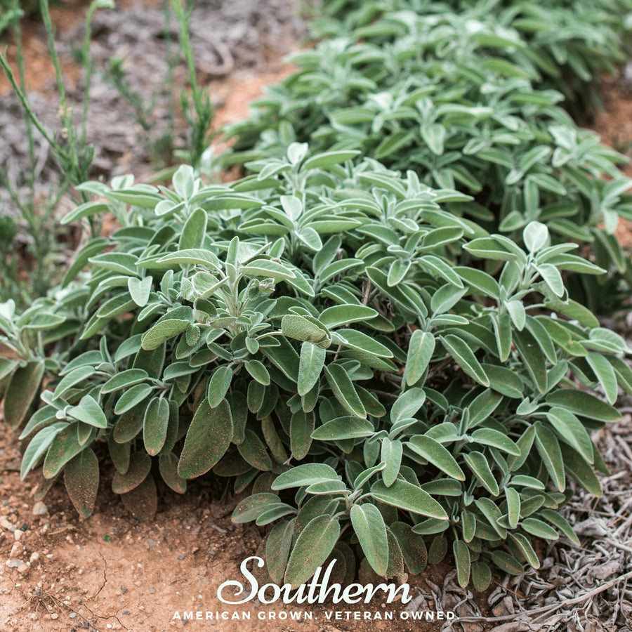 Extrakta Sage – 30 Seeds