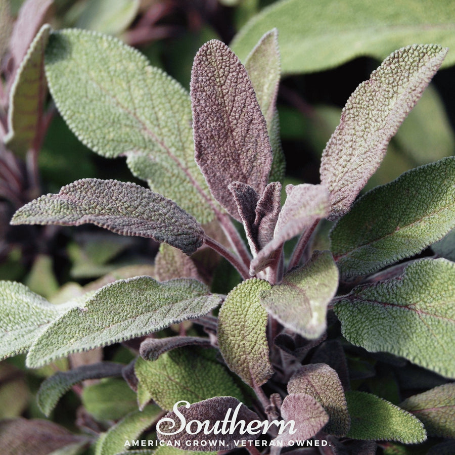 Extrakta Sage – 30 Seeds